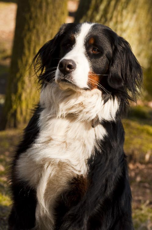 72172_tiere_04-jpg