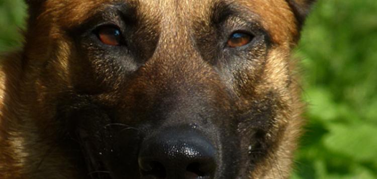 72181_tiere_14-jpg