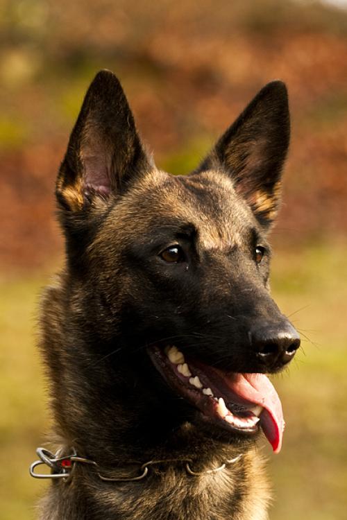 72421_schaeferhund_a-jpg