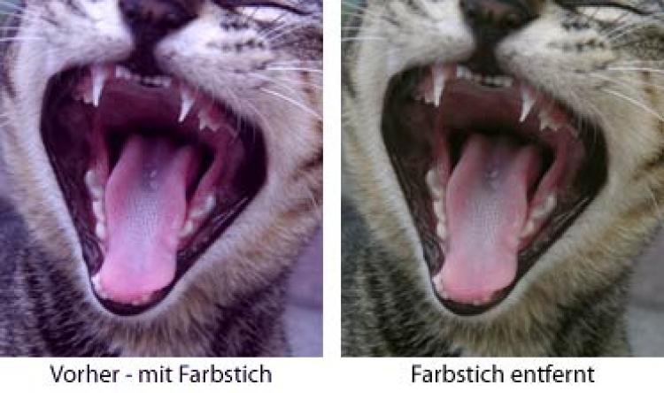 18719_18629_katze.jpg