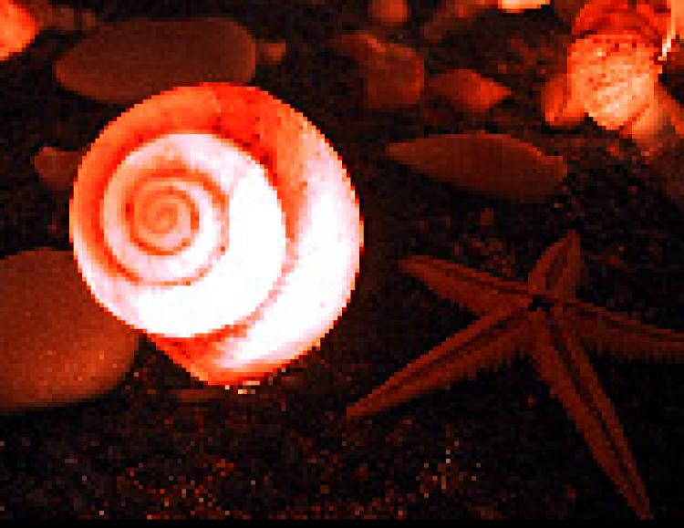 52530_verkleinert-geschaerft.jpg