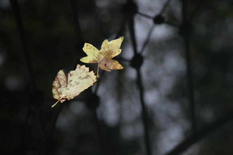 52526_bildmotiv-flaechig.jpg