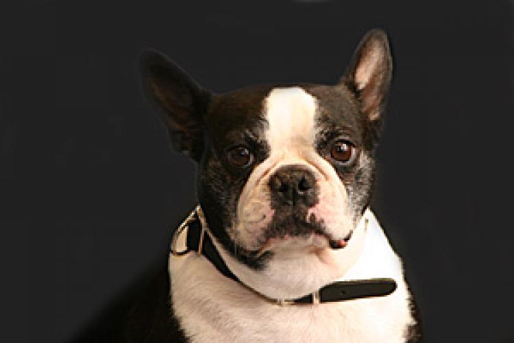 31412_hund_scharf.jpg