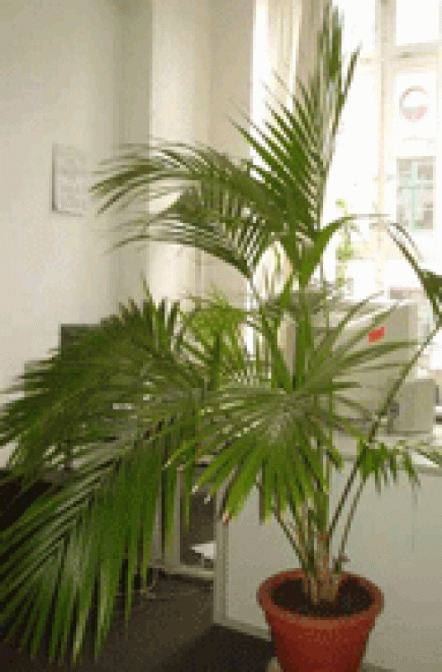 20053_palme.gif