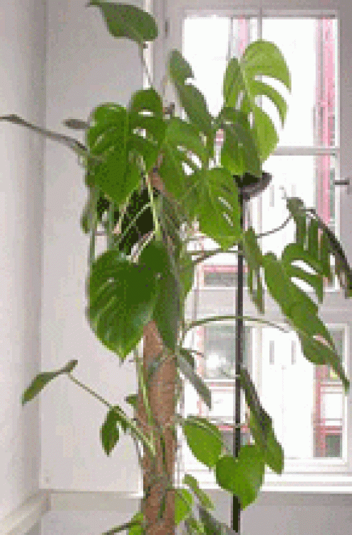 20052_monstera.gif